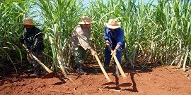 Cubaneando - Lunch Included