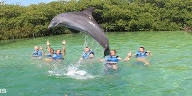 Swim with Dolphins