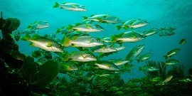 Guama - Snorkeling (Punta Perdiz)